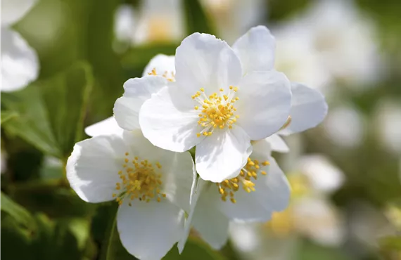 Erdbeeren im Hochbeet Philadelphus coronarius