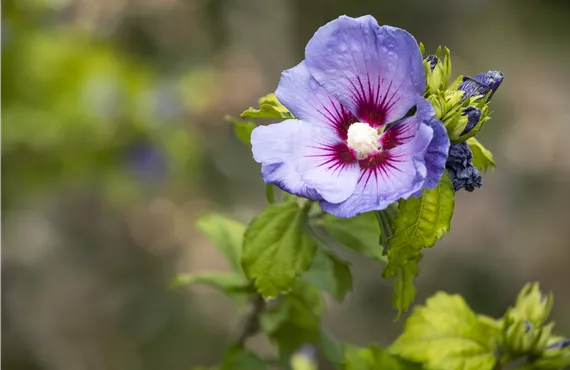 Goldmohn Hibiscus syriacus 'Oiseau Bleu'