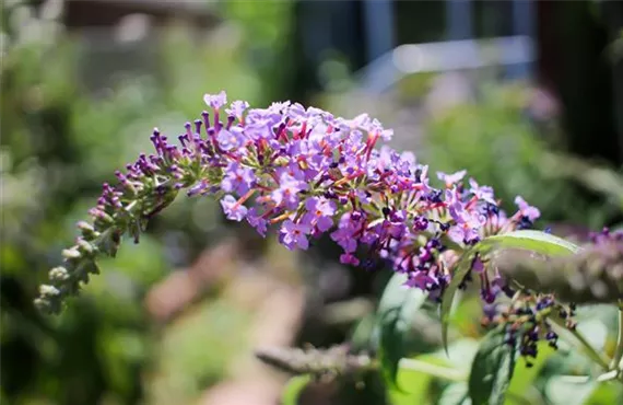 Sommerflieder Sommerflieder