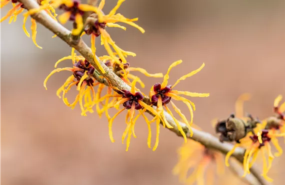 Ringelblume Hamamelis x intermedia 'Winter Beauty'