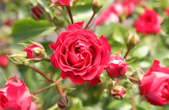 Bodendeckerrosen Bodendeckerrosen