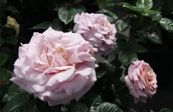 Forsythie_Forsythia_060510 036.jpg csm_Edelrose_Blue_Girl_Rosa_Hybr_IMG_6471_d764308b60.jpg