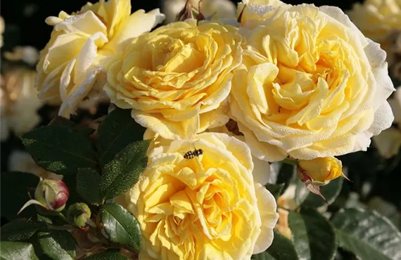 Goldmohn csm_Kleinstrauchrose_Ploberger_Rosa_Hybr_gelb_7_53a2c73c6e.jpg