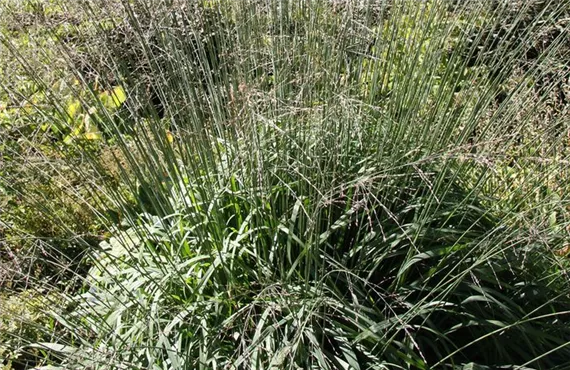 Kupfer Hirse Kupfer Hirse