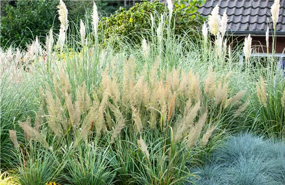 Pampersgras Pampersgras