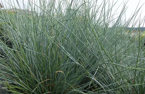 Blauschwingel Blauschwingel