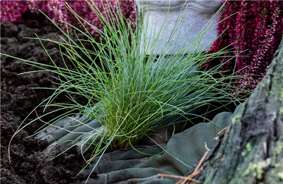 Seggen-Gras pflanzen Seggen-Gras pflanzen