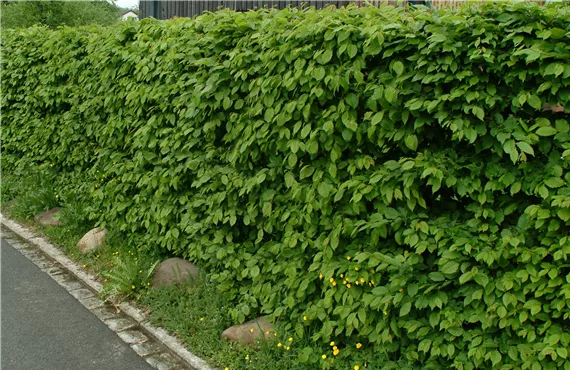Hainbuchenhecke Hainbuchenhecke
