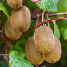 Actinidia deliciosa Boskoop