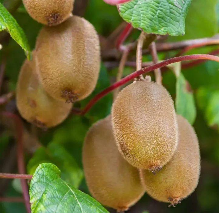 Kiwi 'Boskoop'