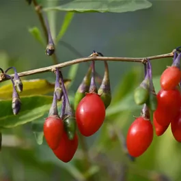 Lycium barbarum Big Lifeberry