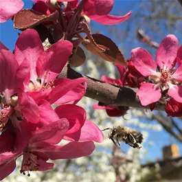 Malus domestica Roter Mond