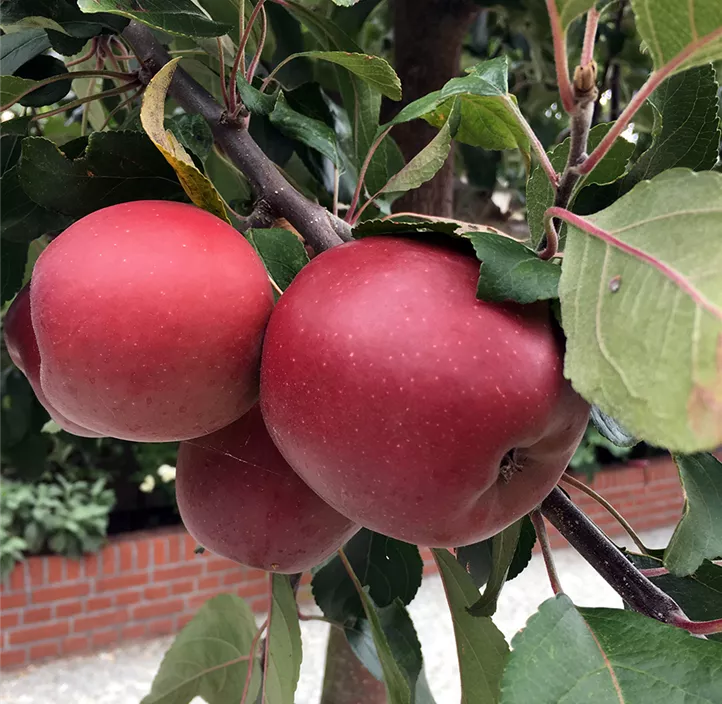 Apfel 'Roter Mond'