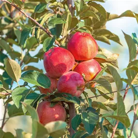 Malus domestica Summerred