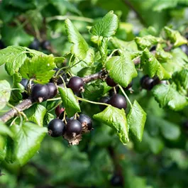 Ribes nidigrolaria Josta