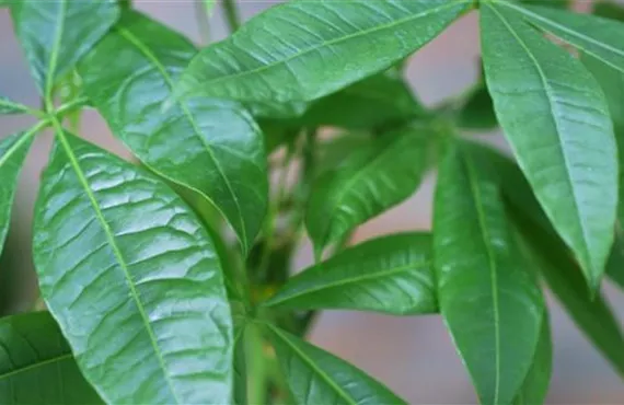 Glückskastanie - Umtopfen (Thumbnail)