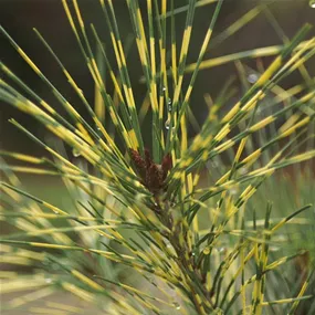 Pinus densiflora Oculus-draconis