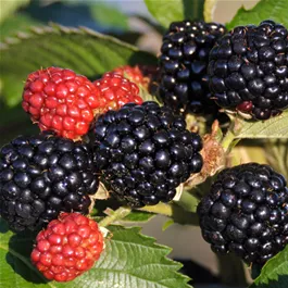 Rubus fructicosus Thornless Evergreen