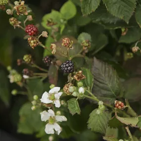 Rubus fruticosus Little Black Prince