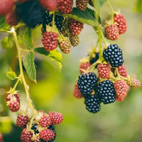 Rubus fruticosus Thornfree