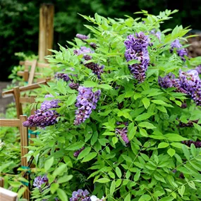 Wisteria Amethyst Falls