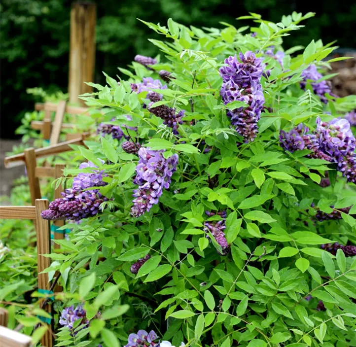 Amerikanischer Blauregen 'Amethyst Falls'®
