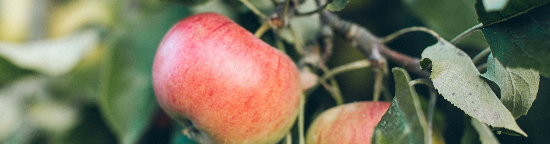 anna-kaminova-BhZuCnDp7nU-unsplash-0-1911-3840-2160