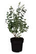 Eukalyptus