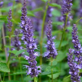 Agastache rugosa Little Adder