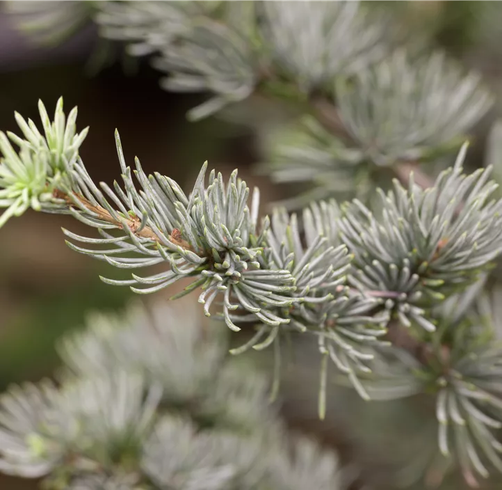 Blaue Atlaszeder 'Glauca'