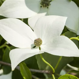 Cornus kousa Milky Way