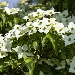 Cornus kousa Milky Way