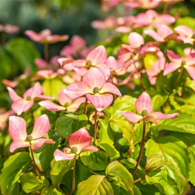 Cornus kousa Satomi
