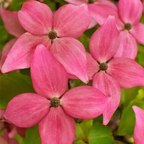 Cornus kousa Scarlet Fire