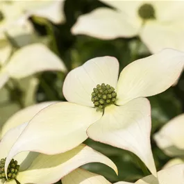 Cornus kousa Schmetterling