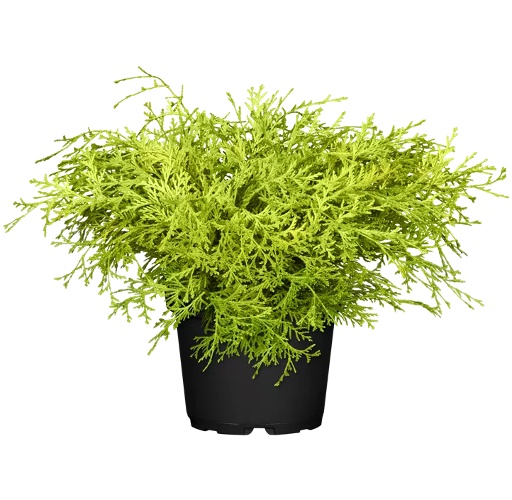 Fächerblatt-Zypresse 'Kamarachiba'