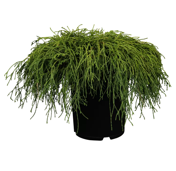 Grüne Fadenzypresse 'Filifera Nana'