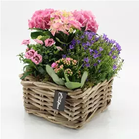 Pfirsichblättrige Glockenblume 'Takion Blue'®