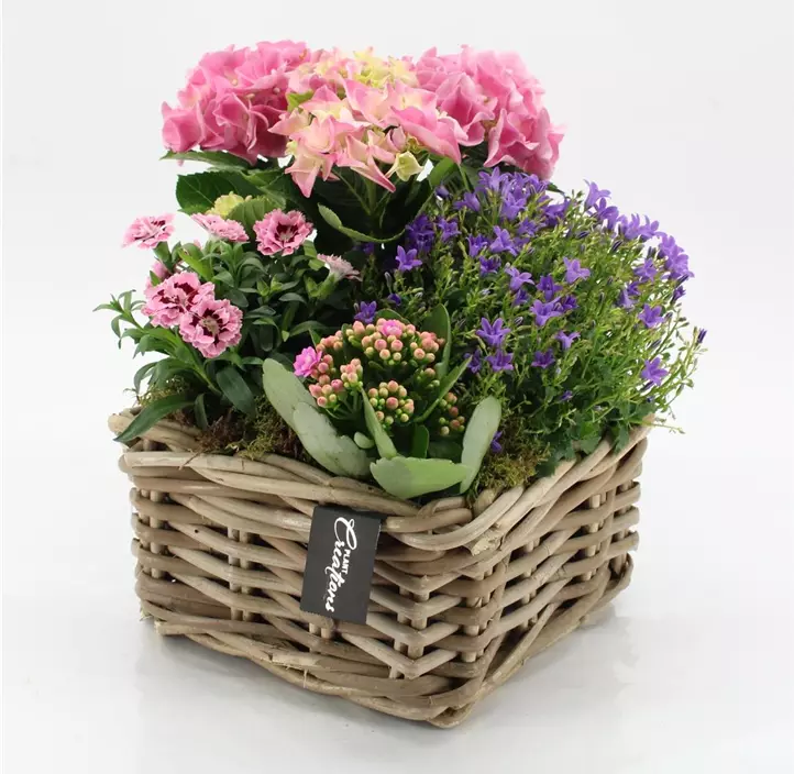 Pfirsichblättrige Glockenblume 'Takion Blue'®