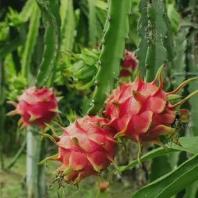 Hylocereus undatus