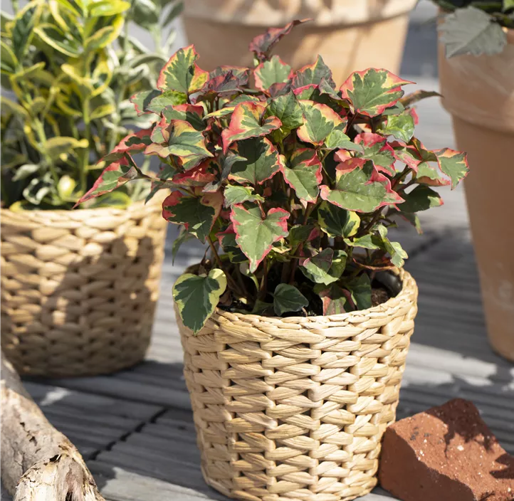 Buntblättriger Eidechsenschwanz