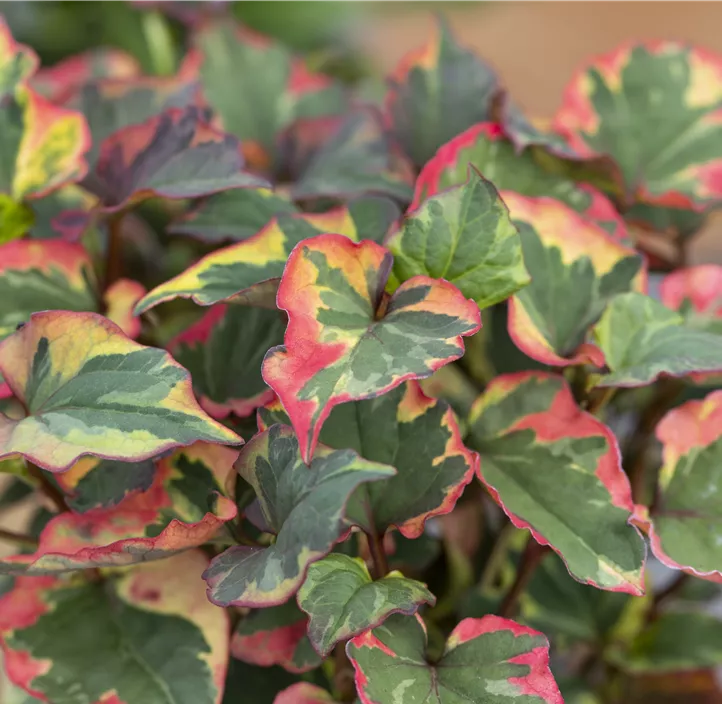 Buntblättriger Eidechsenschwanz