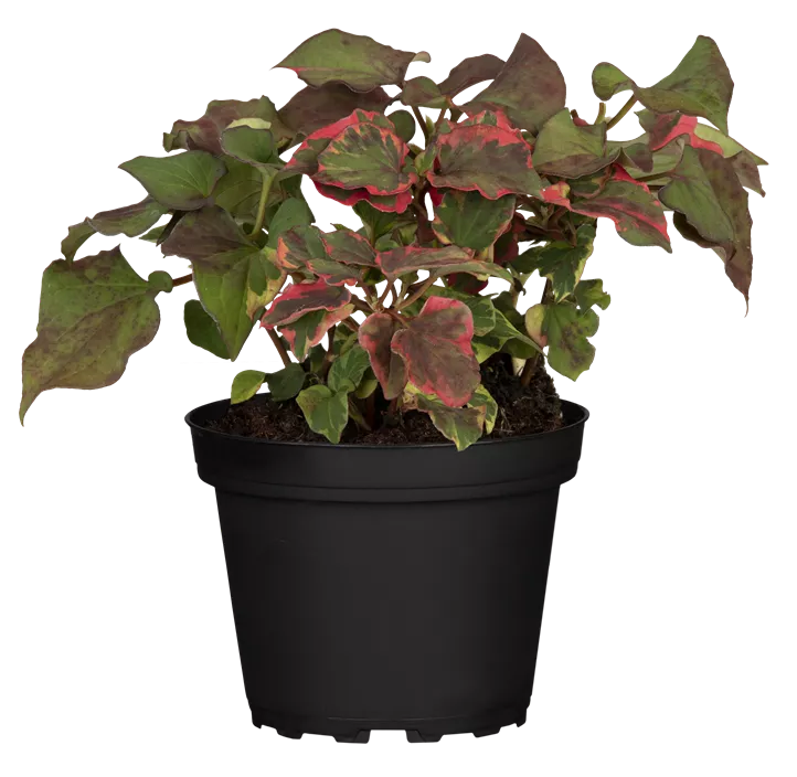 Buntblättriger Eidechsenschwanz