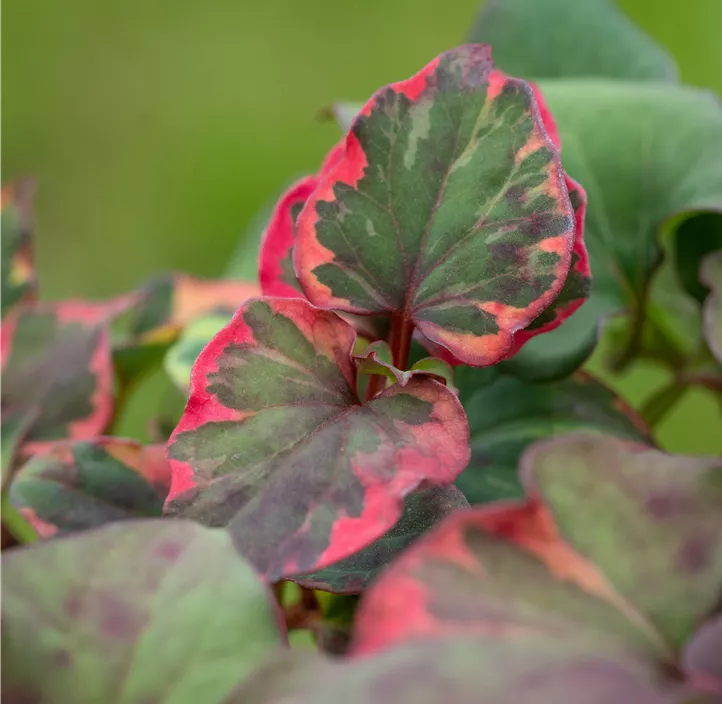 Buntblättriger Eidechsenschwanz