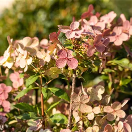 Hydrangea paniculata Switch