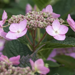 Hydrangea serrata Koreana