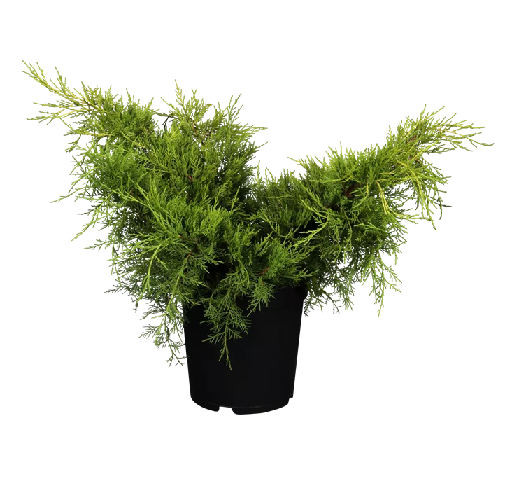 Chinesischer Wacholder 'Old Gold'