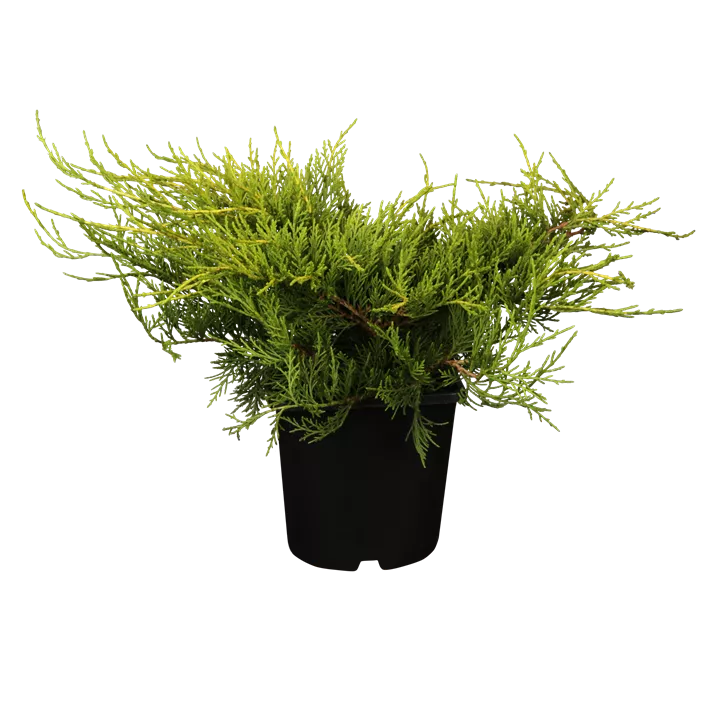 Chinesischer Wacholder 'Old Gold'