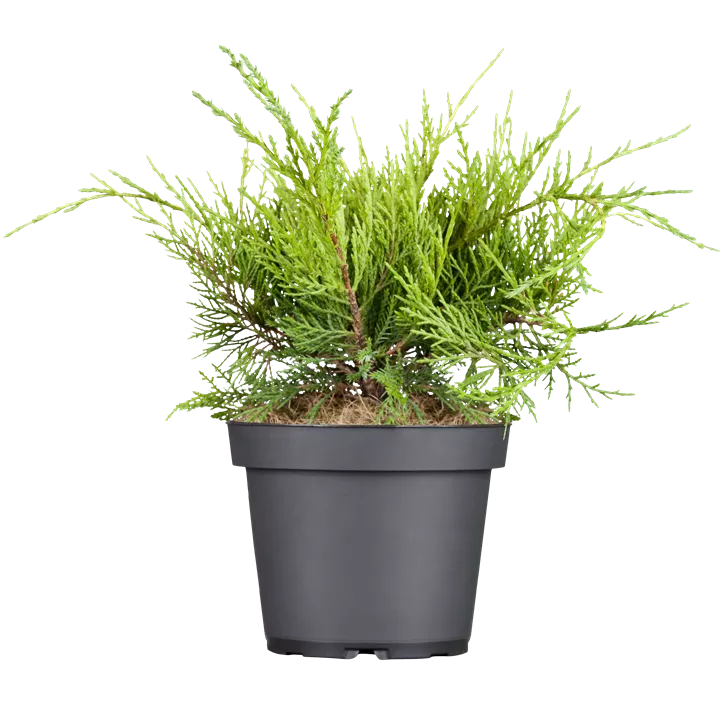 Chinesischer Wacholder 'Old Gold'