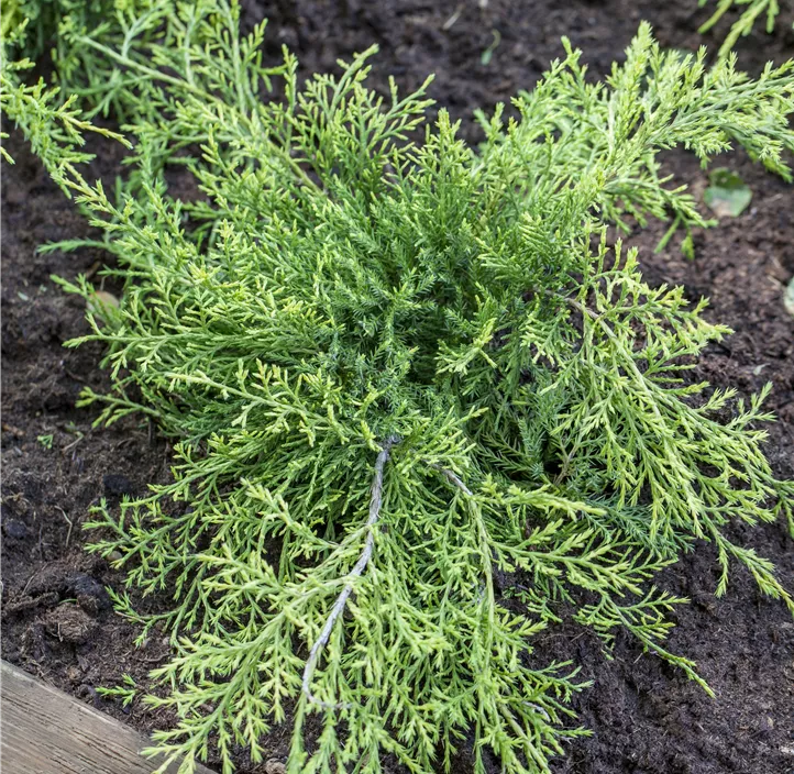 Chinesischer Wacholder 'Old Gold'